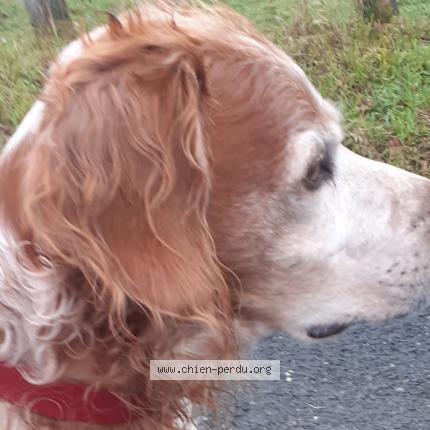 Photo 1/1 Dog reunited Found in St clement bussiere