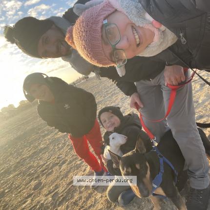 Foto 1/1 Hond teruggevonden Vermist in La Panne