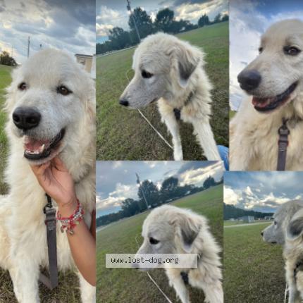 Photo 1/1 Reunited dog Lost in Clayton Nc