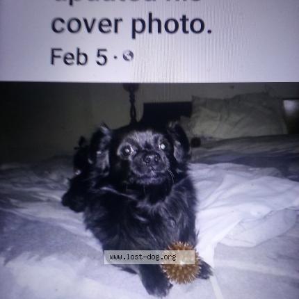Photo 1/1 Reunited dog Lost in Clarksvilles Tennessee