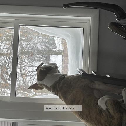 Picture of dog lost at Berrien Springs