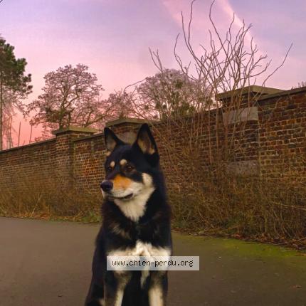 Foto van vermiste hond in Liege