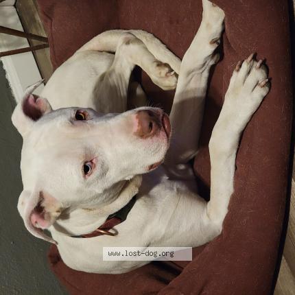 Photo 1/1 Reunited dog Lost in San Antonio