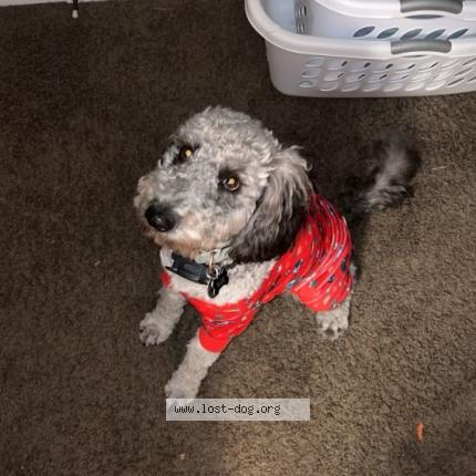 Photo 1/1 Reunited dog Lost in Lehi