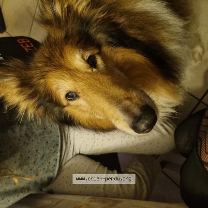 Foto van vermiste hond in Beauraing