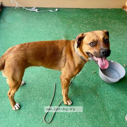Photo 1/1 Reunited dog Found in Tulsa