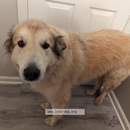 Photo 1/1 Reunited dog Found in Social Circle