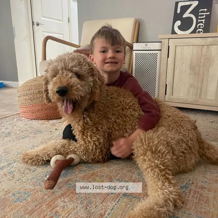 Picture of dog lost at Reno