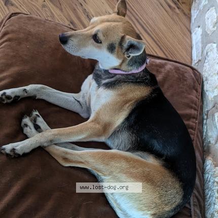 Photo 1/1 Reunited dog Found in San Antonio
