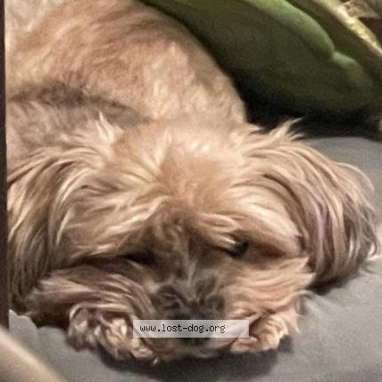 Photo 1/1 Reunited dog Lost in Poland