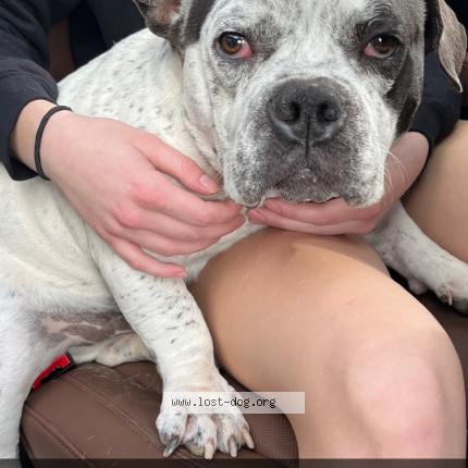 Photo 1/1 Reunited dog Found in Mesa