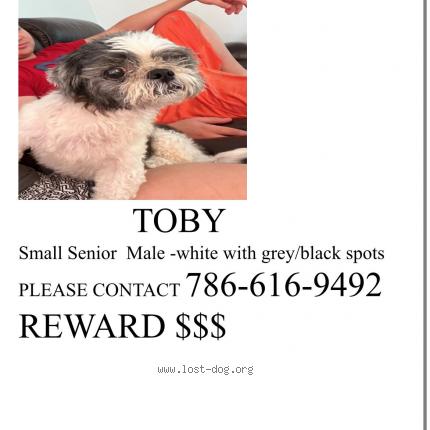 Photo 1/1 Reunited dog Lost in Miami