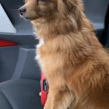 Picture of dog lost at Aulnay Sous Bois