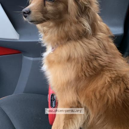 Photo 1/2 Dog reunited Lost in Aulnay sous bois