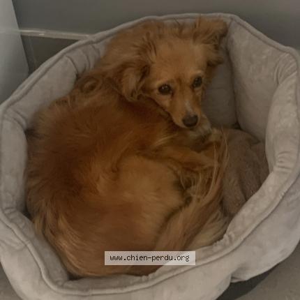 Photo 2/2 Dog reunited Lost in Aulnay sous bois