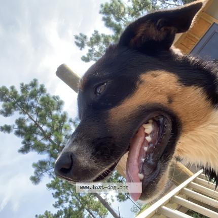 Photo 1/1 Reunited dog Lost in Century