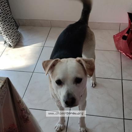 Foto 1/1 Hond teruggevonden Vermist in Vedrin
