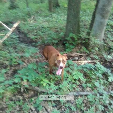 Picture of dog lost at Tulsa