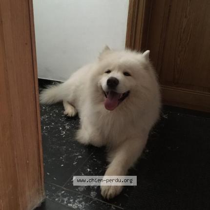 Foto van vermiste hond in Bruxelles