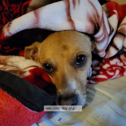 Photo 1/1 Reunited dog Lost in Downey