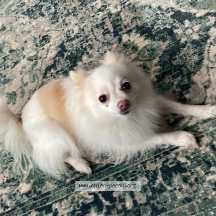 Foto 1/1 Hond teruggevonden Gevonden in Woluwe Saint Lambert