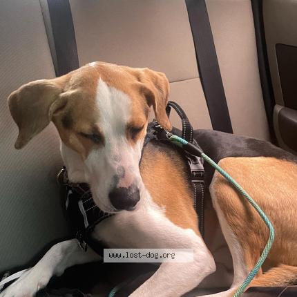Picture of dog lost at Missoula