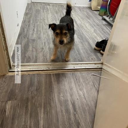 Photo 1/1 Reunited dog Found in Katy