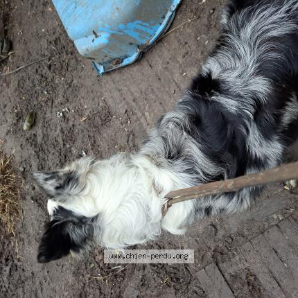 Foto van gevonden hond in Moustier Sur Sambre