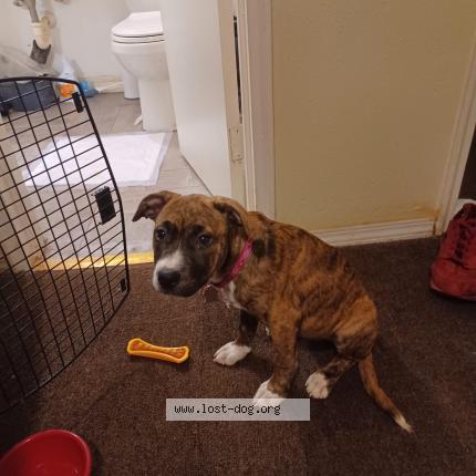 Picture of dog lost at Kansas City