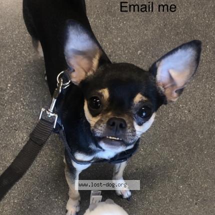 Photo 1/1 Reunited dog Lost in Santa Monica