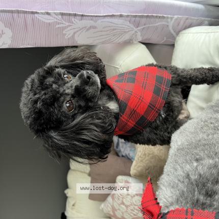 Photo 1/1 Reunited dog Lost in New Holland