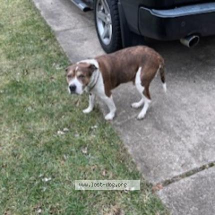 Photo 1/1 Reunited dog Found in Dayton