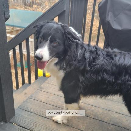 Photo 1/1 Reunited dog Found in Temple