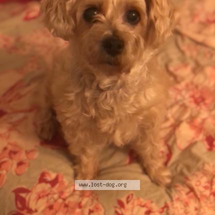 Photo 1/1 Reunited dog Lost in Indian Harbor Beach