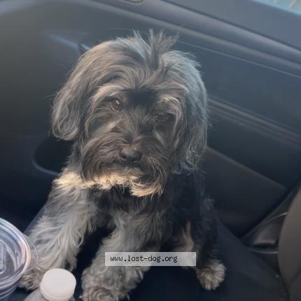 Photo 1/1 Reunited dog Lost in Tampa