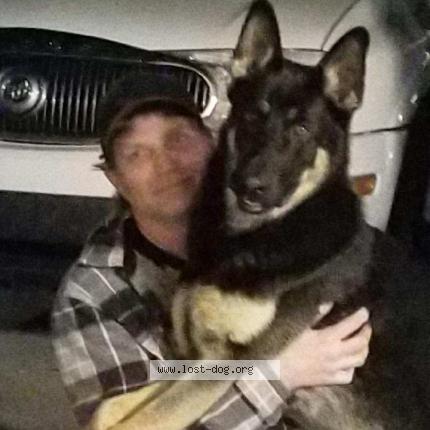 Photo 1/1 Reunited dog Lost in Nephi