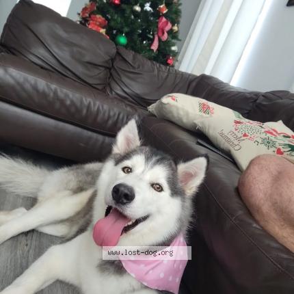 Picture of dog lost at Miami