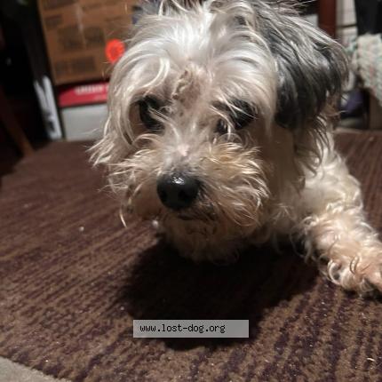 Photo 1/1 Reunited dog Found in Modesto