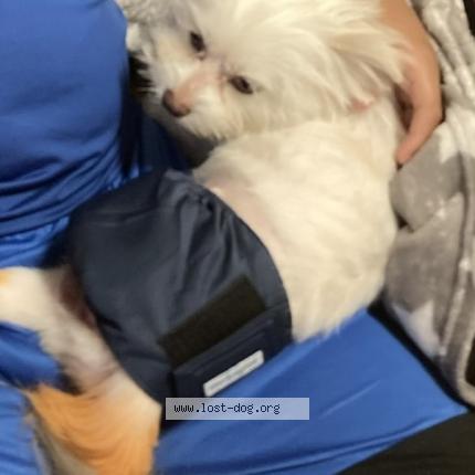 Photo 1/1 Reunited dog Lost in New Orlean