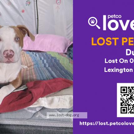 Photo 1/1 Reunited dog Lost in Lexington