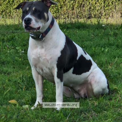 Foto 1/1 Cane ritrovato Smarrito a Lausanne