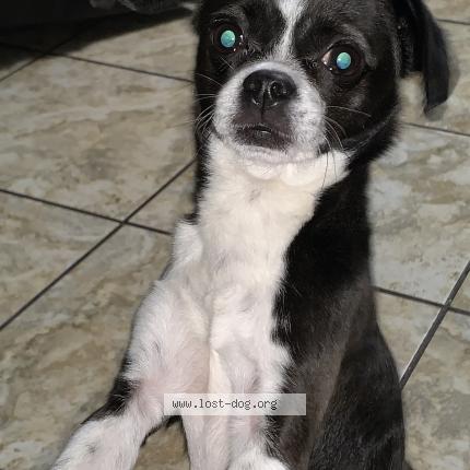 Photo 1/1 Reunited dog Lost in Los Angeles