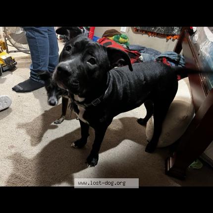 Photo 1/1 Reunited dog Lost in Albany