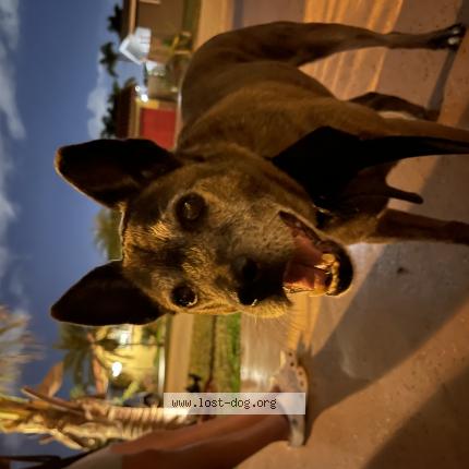 Picture of dog found at Pembroke Pines