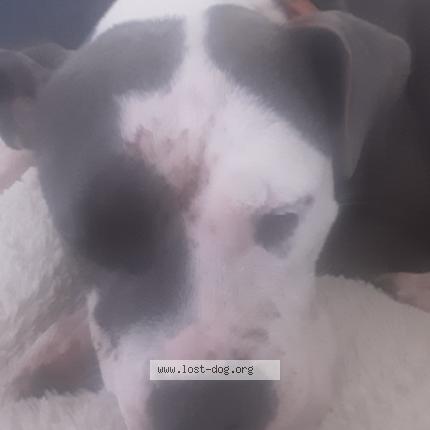 Photo 1/1 Reunited dog Found in Waterloo