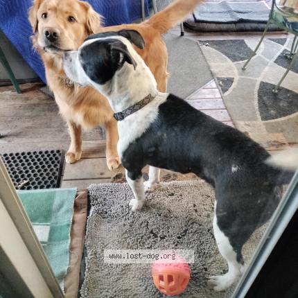 Photo 1/1 Reunited dog Found in Salem