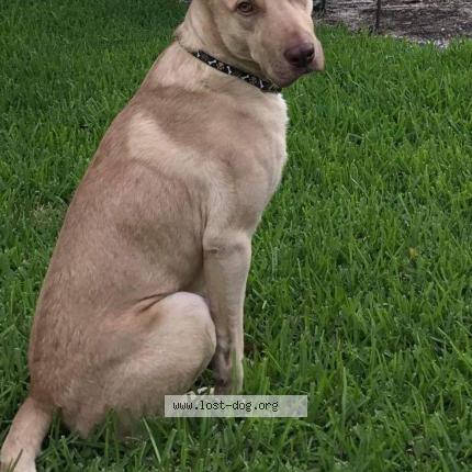 Photo 1/1 Reunited dog Lost in Spring
