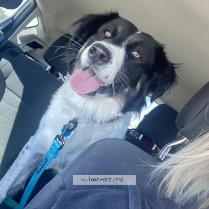 Picture of dog lost at Whitney