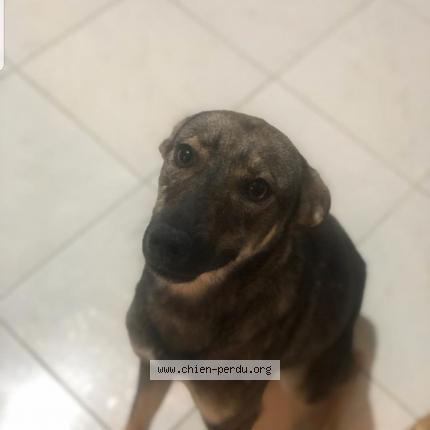 Foto 1/1 Hond teruggevonden Vermist in Koekelberg