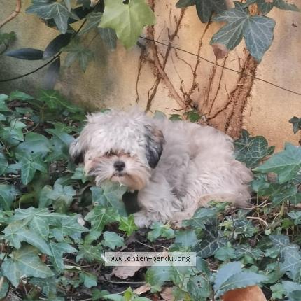 Photo 1/1 Dog reunited Found in Malakoff